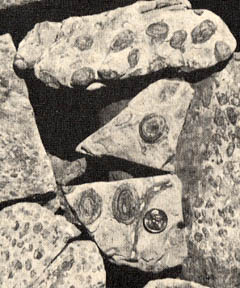 Fossils